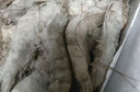颐晟泰 虾 青岛大虾鲜活海捕虾类 基围虾生鲜青虾白虾海虾海鲜水产 盐冻 12-13cm 1.65kg(净重) 实拍图