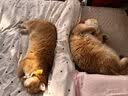 LEGENDSANDY蓝氏猫粮乳鸽10KG猎鸟乳鸽繁育20斤冻干生骨肉全价粮 10kg送蓝氏主食罐*12+试吃*1 实拍图