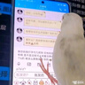 朗缤 鹦鹉活体鸟活物虎皮鹦鹉宠物活鸟玄凤鹦鹉手养鸟会说话幼鸟幼崽 随机颜色虎皮 1只 实拍图