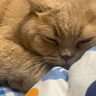 弗列加特猫主粮烘焙猫粮鲜肉粮Fregate 85%高鲜肉烘焙粮 全价鲜肉烘焙猫粮 【磷虾油美毛】乳鸽配方1.8kg 实拍图