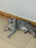 美滋元成猫猫粮 三文鱼味成猫粮全猫咪通用天然粮全价猫粮 【全价全期】牛肉猫粮2.5kg 实拍图