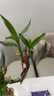 大海边 带根转运竹水养富贵竹节节高发财吸甲醛水培植物客厅招财绿盆栽 55cm转运弯竹8棵+4灯笼 实拍图