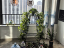 丝竹阁花架置物架阳台落地式创意客厅多肉实木多层网红花盆靠墙绿萝架子 A字黑色12层 实拍图