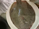 新鲜多宝鱼鲜活冷冻鸦片鱼比目鱼海捕生鲜偏口海鱼菱平鱼海鲜水产 约8-9两/条2条装(整条发货) 实拍图