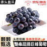 JDBMO葡萄巨峰葡萄新鲜【顺丰/JD多地次日达】乒乓球夏黑葡萄水果 5斤精品装 臻品果王【颗颗甄选|大串剪枝】 实拍图