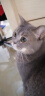 悠梵萌猫玩具剑麻球自嗨解闷带声响逗猫互动剑麻球4个装颜色随机 实拍图