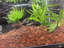 鱼缸水草植物绿菊水罗兰增氧无需底砂蜈蚣草古法养鱼造景水培绿植 绿菊火山石净水定植 晒单实拍图