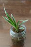 水培金边兰花苗金枝玉叶 室内办公室小盆栽绿植花卉好养四季兰花 红玉冠1苗裸根试养 实拍图