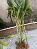 富贵竹水培植物盆栽水养客厅办公室绿色吸甲醛绿萝发财树花卉开花 带根招财富贵竹80厘米10棵+营养液 实拍图