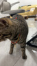 玲珑猫宠物智能可视自动喂食器 猫碗猫粮狗粮定时定量猫咪自动投食器 视频版+2.5L饮水机 实拍图