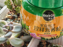 美乐棵多肉植物专用控释肥家庭园艺花肥肥料桌面盆栽控释营养粒250G 实拍图