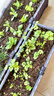 漫生活16L营养土赠2药剂2种子植物养花土种菜土通用有机种植土壤发财树 实拍图