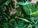 匠心绽放仿真藤条树叶绿箩假绿植空调管道遮挡装饰藤蔓植物藤条5条装20193 实拍图