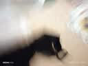 欧迪芬李小冉同款系列内衣女无钢圈低领文胸聚拢抗菌胸罩XB1533/XB1521 实拍图