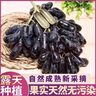 芬岚【顺丰隔日达】新鲜手指葡萄正宗蓝宝石美人无籽黑河北葡萄 净重2斤+防震葡萄袋 老农精选-顺丰配送上门 实拍图