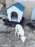 华元宠具（hoopet）狗窝狗房子狗屋室外小型大型犬室内别墅户外狗笼狗窝四季通用夏季 防雨升级款-带天窗带门 90斤内 实拍图