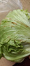 绿食者 新鲜球生菜500g 汉堡用西生菜西餐三明治沙拉蔬菜健康轻食食材 实拍图