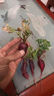 种菜记春季蔬菜种子大全快菜生菜鸡毛菜种籽四季南方小青菜阳台蔬菜孑 奶白菜种子10克 实拍图