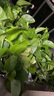 绿萝盆栽室内客厅绿植花卉 家用净化空气绿箩植物吸除甲醛吊兰 高20cm【控根龙蛋】8盆+喷壶+5肥 实拍图