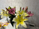 悦多彩AB级优质香水百合 家庭办公室各色生活鲜花 昆明基地 现采直发 百合组合20朵（黄色/粉色各10朵） 实拍图