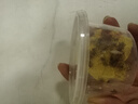 品云美宠白蟋蟀活体蛐蛐活物爬宠蜥蜴守宫鬃狮蜘蛛活食饲料 白蟋蟀0.3-0.7cm 50只 实拍图