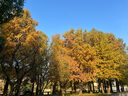 友日久 双面胶 强力双面胶墙贴高粘度棉纸双面胶儿童学生手工办公用品易手撕胶带白色热熔两面胶固定纸张 宽10mm*7米  6卷 实拍图