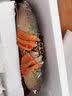 【活蟹】江食代三门青蟹 公母对蟹【5-6两/只】6只 鲜活螃蟹海鲜礼盒自营水产源头直发 实拍图