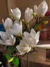 花艺赫家饰（HUA YI HE JIA SHI）高档PU手感新中式含苞玉兰花仿真花客厅餐桌装饰假花摆件摆设插花 手感含苞玉兰花 白色【2支】 实拍图
