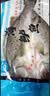 棠鲜生海鲈鱼新鲜冷冻深海七星鲈鱼海捕花鲈鱼 3条装三去海鲈鱼（1.2-1.4斤/条 实拍图