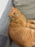 福摩（FROMM） 无谷三文吞拿全鱼蔬菜配方猫粮 10磅（4.54kg） 美毛益智 低敏 实拍图