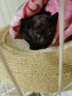维克耳漂滴耳液猫咪狗狗耳朵清洁剂洗耳水预防耳螨清洁耳道洗耳液犬猫 耳漂125ml+耳肤灵 10g*1支 实拍图