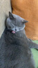欢宠网猫咪牵引绳猫绳宠物防挣脱可调松紧背心式专用溜遛猫绳子外出用品 实拍图