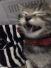 柒哦猫咪项圈铃铛新年猫猫幼猫脖子饰品宠物小猫脖圈蓝猫狗狗装饰项链 红色中国风【招财进宝】 实拍图