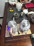 开品 双壶上水底部全自动上水 感应续水电热茶炉烧水壶 煮茶烧水消毒家用茶台双上水 嵌入玻璃茶桌一体 1L 双壶上水20X37CM 煮茶烧水 桶水款 实拍图