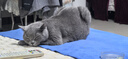 伟嘉猫粮成猫幼猫粮营养全面 成猫吞拿鱼及三文鱼味3.6kg 实拍图