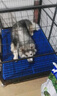 喵先生狗笼中大型犬小型犬狗笼子带厕所家用宠物狗窝围栏狗屋狗狗用品 六面全方管加固款110*75*90cm 实拍图