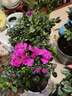 种花迷比利时花盆栽四季开花杜鹃花盆景花卉杜鹃花苗室内客厅阳台绿色植 紫色杜鹃 三年苗(带花苞) 实拍图
