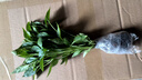 狮湾蔬菜苗菜苗种苗各种秧苗青椒苗番茄苗辣椒西红柿春季黄瓜辣椒茄子 薄皮青椒苗【1颗】 实拍图