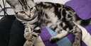 小李子德国猫罐头莱昂纳多无谷猫主食罐头猫零食猫罐头猫咪湿粮 经典家禽200g*6 实拍图