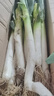 鲜来拉山东大葱铁杆去皮新鲜蔬菜3斤5斤裁半叶葱现挖现发大葱 9斤装 实拍图