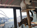 【工厂直发】猫爬架猫窝加粗大型猫树一体太空舱多层猫别墅 A805六层猫窝太空舱设计 实拍图