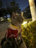 华元宠具（hoopet）猫咪衣服过年冬装毛衣防掉毛小狗狗衣服宠物拜年衣服保暖喜庆唐装 圣诞色雪花毛衣 M：胸围39cm（建议5-7斤） 实拍图