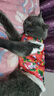 贝初众猫咪衣服保暖小猫衣服狗狗衣服过年冬天德文布偶猫蛇年宠物衣服 东北大花棉袄 L 建议9-14斤 实拍图