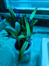 艾莹七彩香水石斛兰花四季开花好养绿植浓香型石斛室内植物花卉盆栽 12-15苗七彩石斛当年开花 苔藓球配底座 实拍图