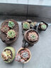 百潮盛多肉植物 小盆栽批发豪华套装多肉组合桃蛋玉露绿植花卉园艺 10颗多肉【栽好发货】随机品种 选项文字有标注 实拍图