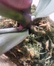 爱你一万年栀子花盆栽花卉植物室内绿植四季好养茉莉花源头直发驱蚊组合包邮 小桃红-蝴蝶兰（原胶盆）+营养液 实拍图