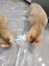 华元宠具（hoopet）仙女逗猫棒猫咪玩具互动自嗨解闷长杆羽毛带铃铛小猫宠物用品套装 实拍图