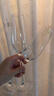 费纳斯（FEiNASi） 水晶玻璃起泡酒杯香槟杯红酒杯葡萄酒杯高脚杯气泡杯香槟杯 200ml-两支装 实拍图