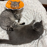 维克药浴派奥洁猫藓猫癣真菌感染沐浴露宠物狗狗螨虫康泰乐猫咪皮肤病 派奥洁（真菌感染）+洗澡刷 实拍图