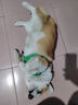 诚实一口N33狗粮犬粮n33plus全期全价中大型犬天然无谷高蛋白狗干粮 【中大型犬专用】2.5kg 实拍图